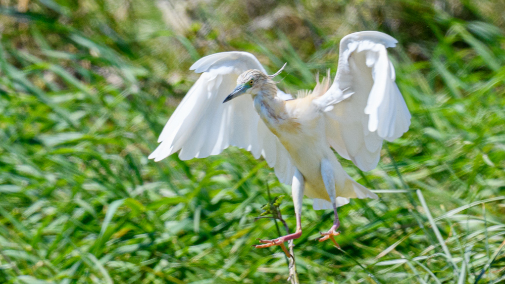 Squacco Heron