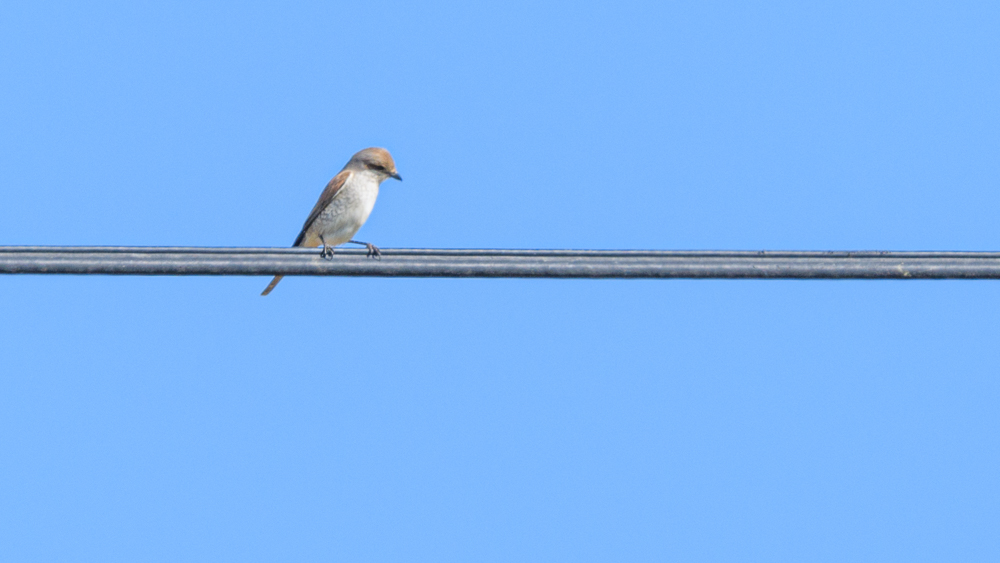 Red-backed Shrike