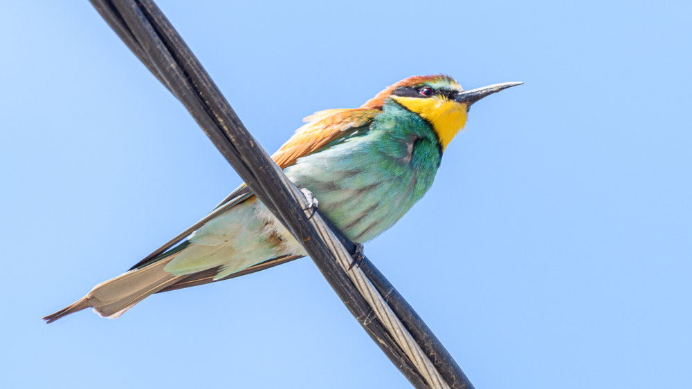 European Bee-eater