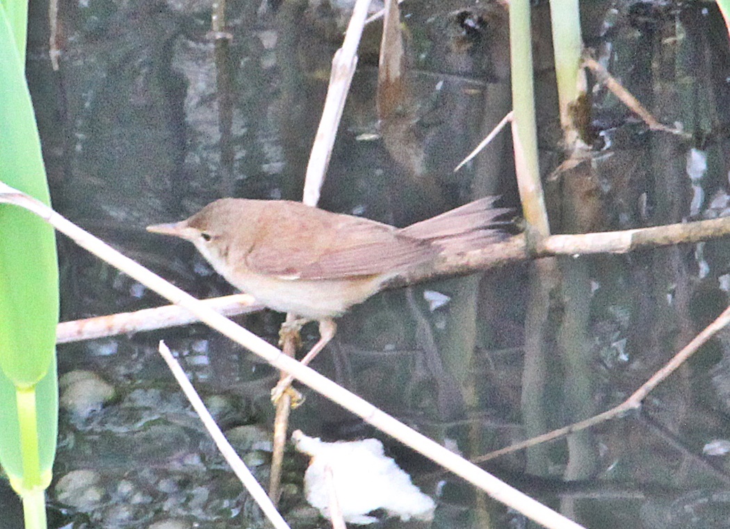 Common Reed Warbler