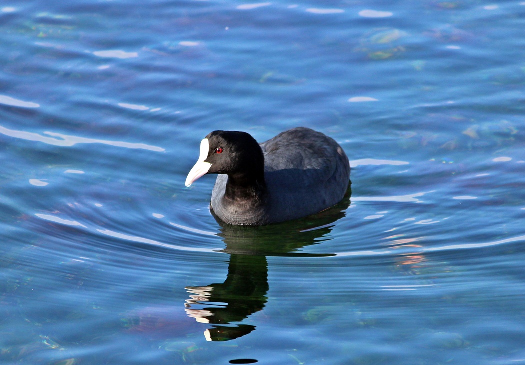Eurasian Coot