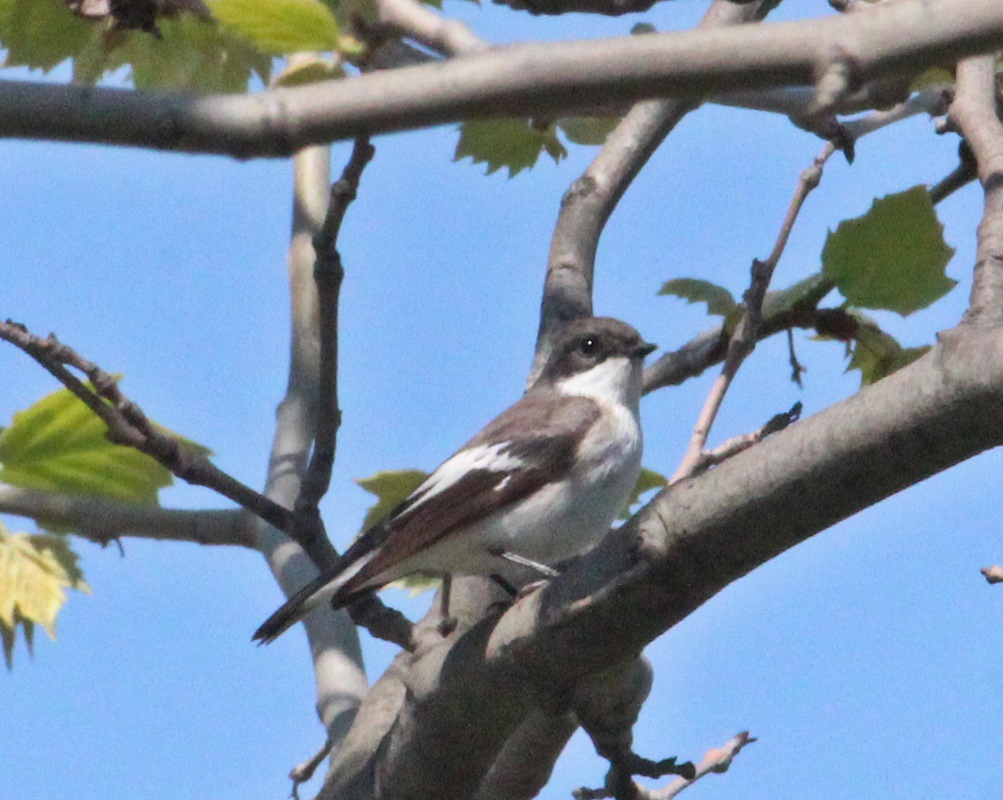 European Pied Flycatcher
