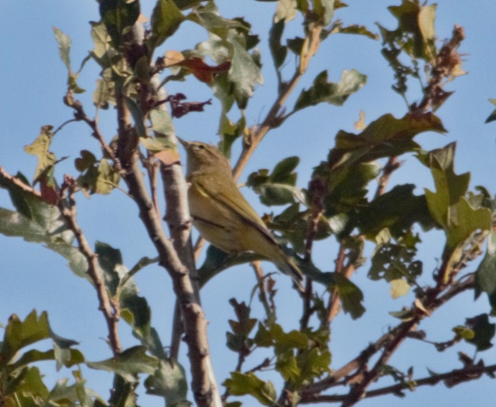 Common Chiffchaff