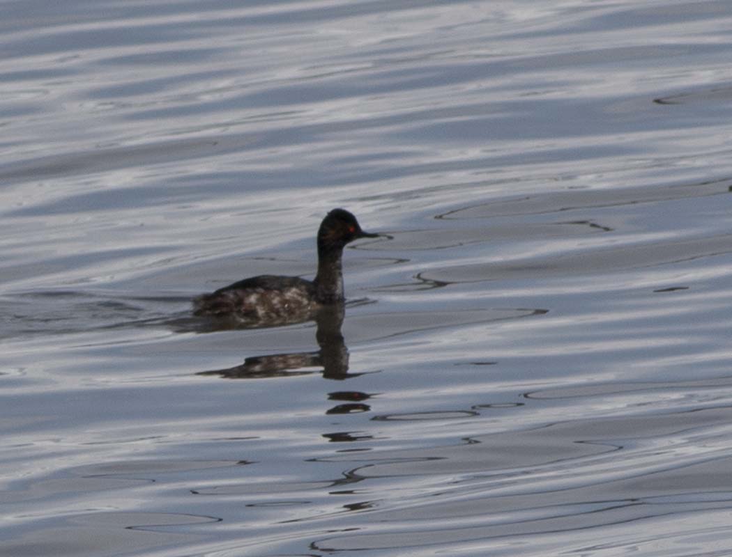 Black-necked Grebe