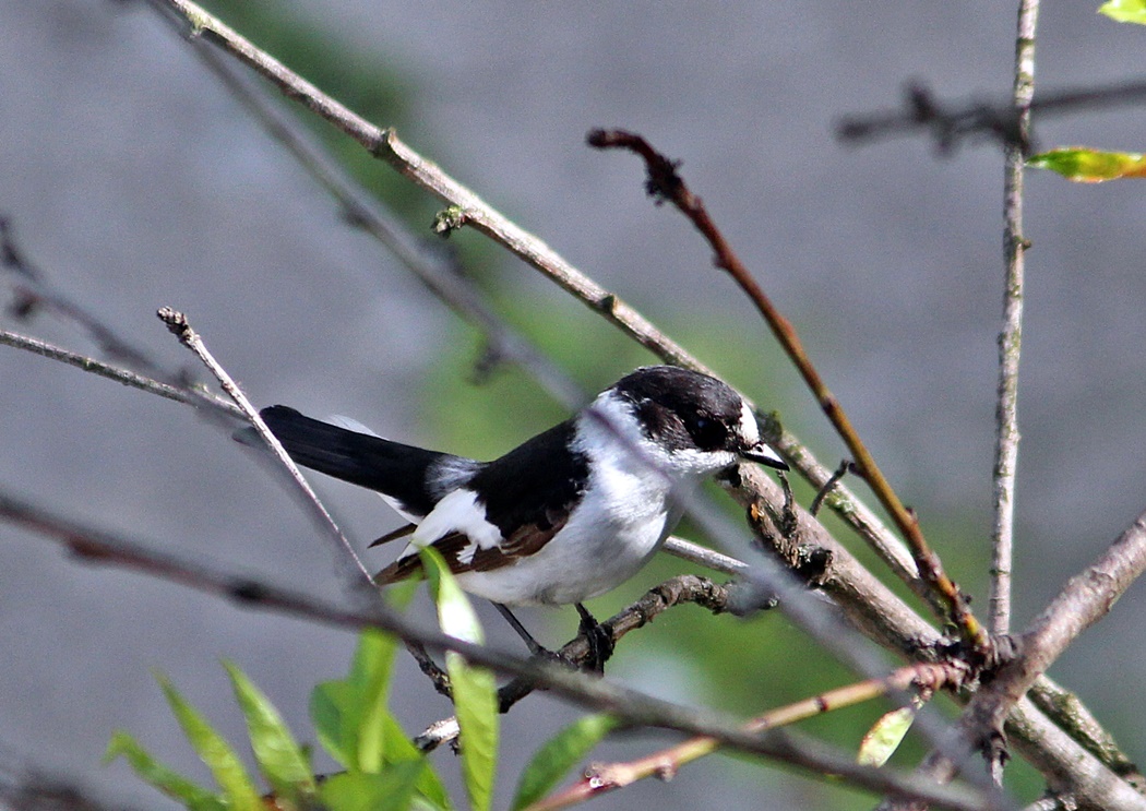 Collared Flycatcher