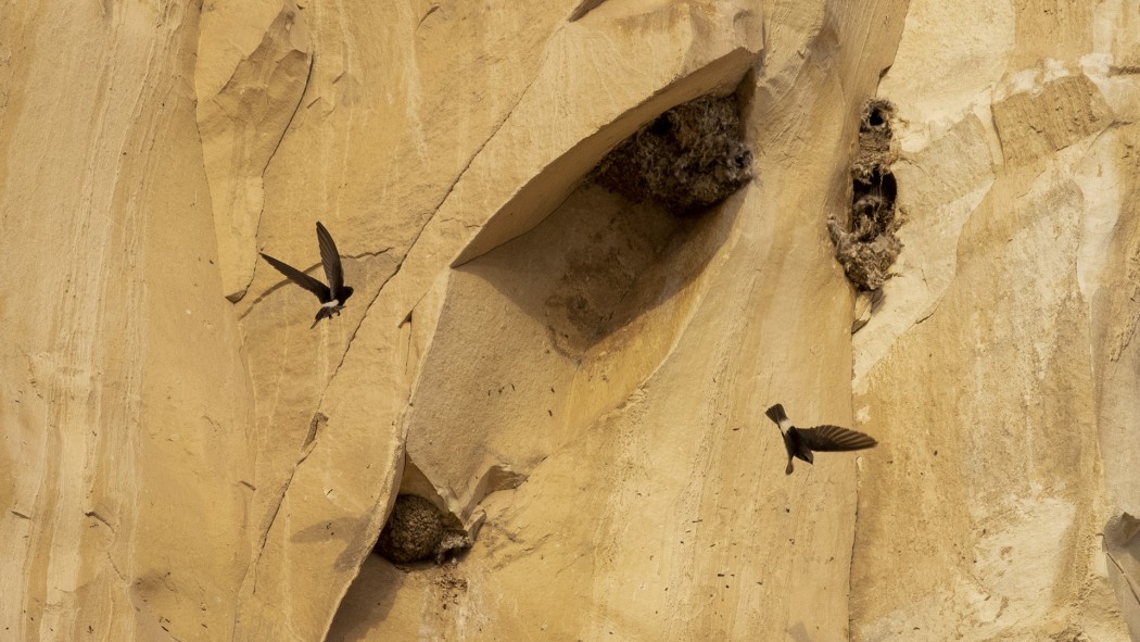 Little Swift