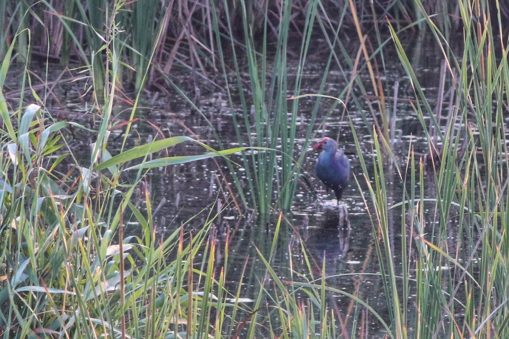 Grey-headed Swamphen