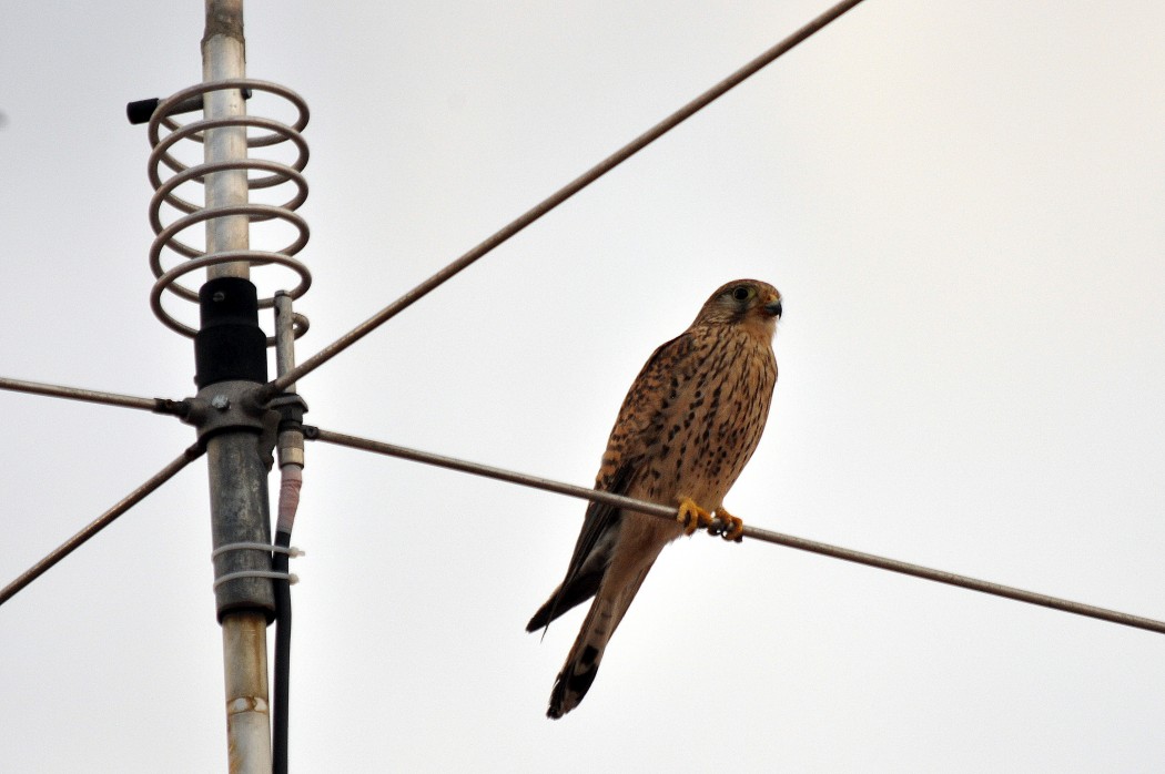 Common Kestrel