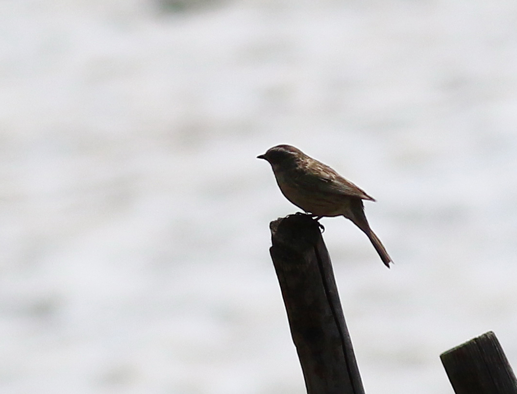 Radde`s Accentor
