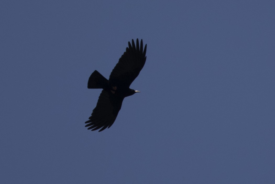 Alpine Chough