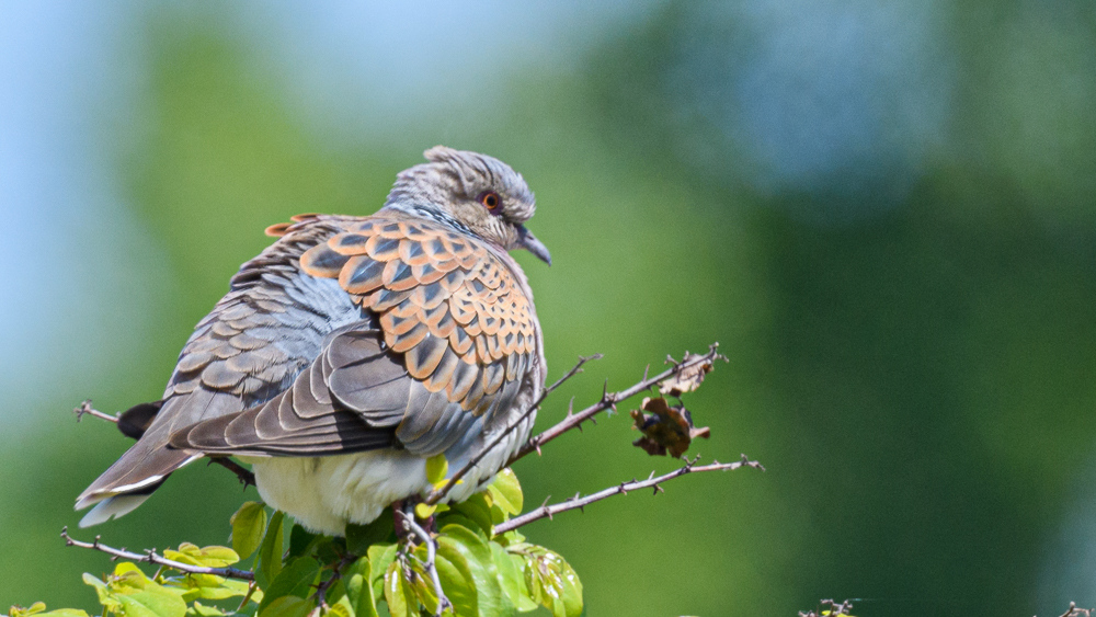 European Turtle Dove