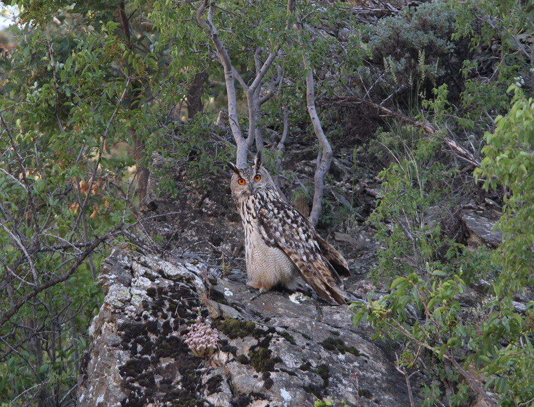 Eurasian Eagle-Owl