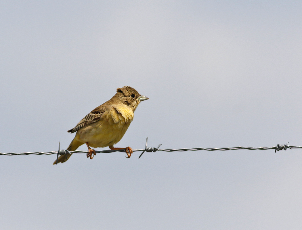 Black-headed Bunting