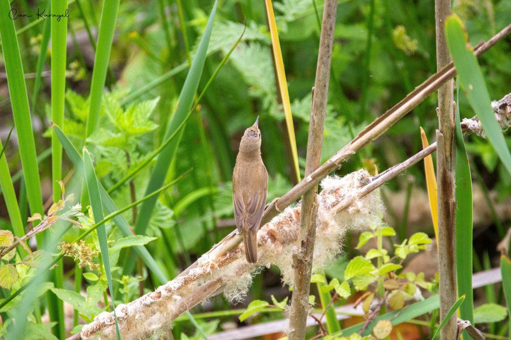 Common Reed Warbler
