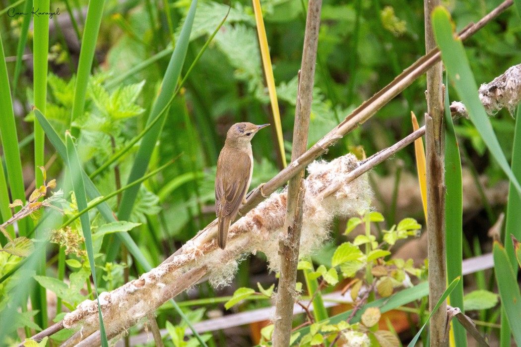 Common Reed Warbler