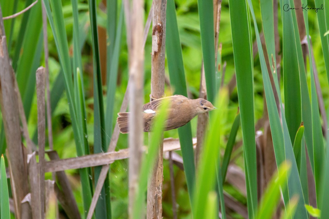 Marsh Warbler