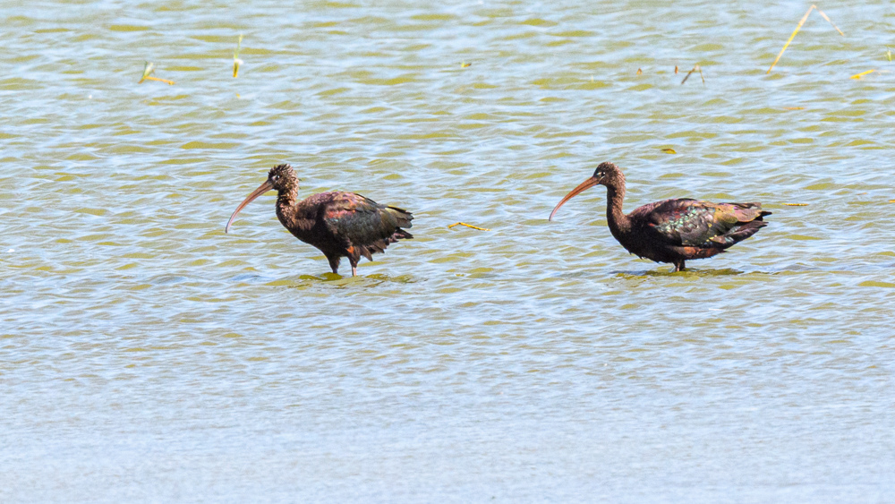 Glossy Ibis