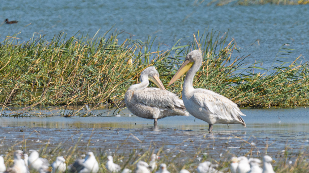 Dalmatian Pelican