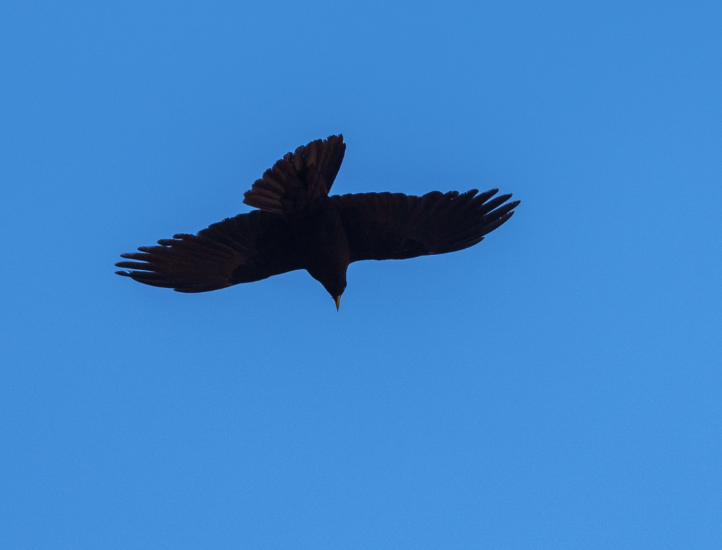 Alpine Chough