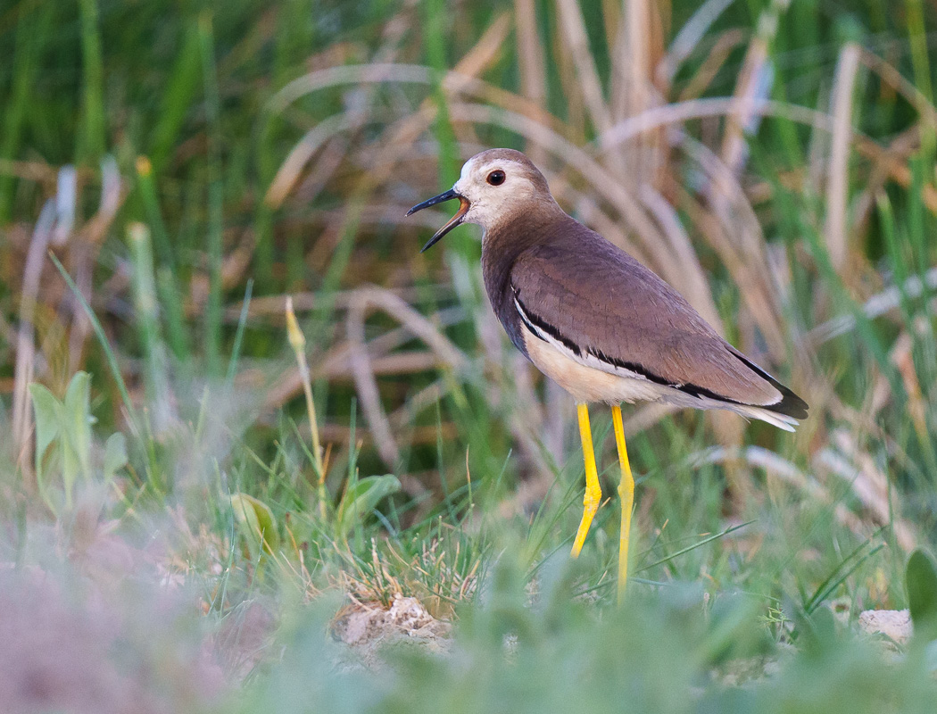 White-tailed Lapwing