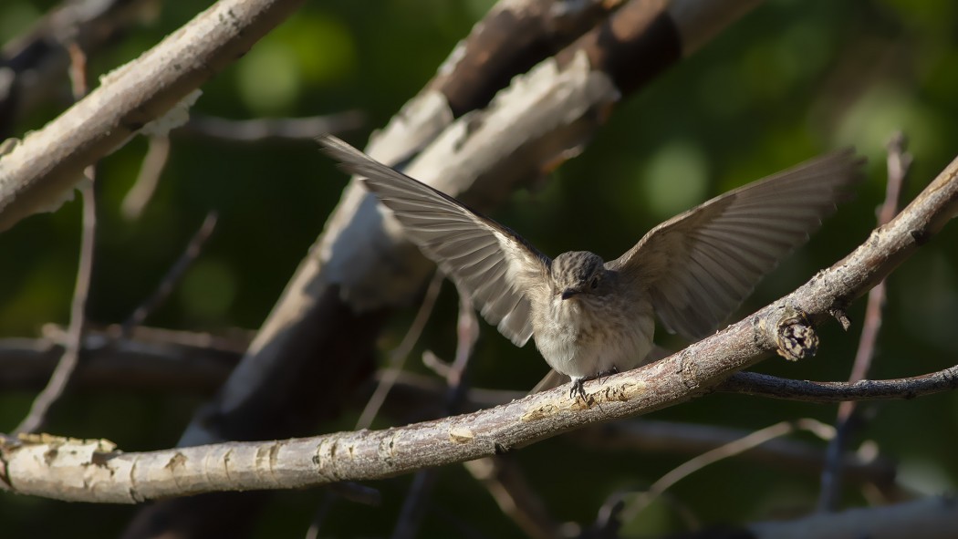 Spotted Flycatcher