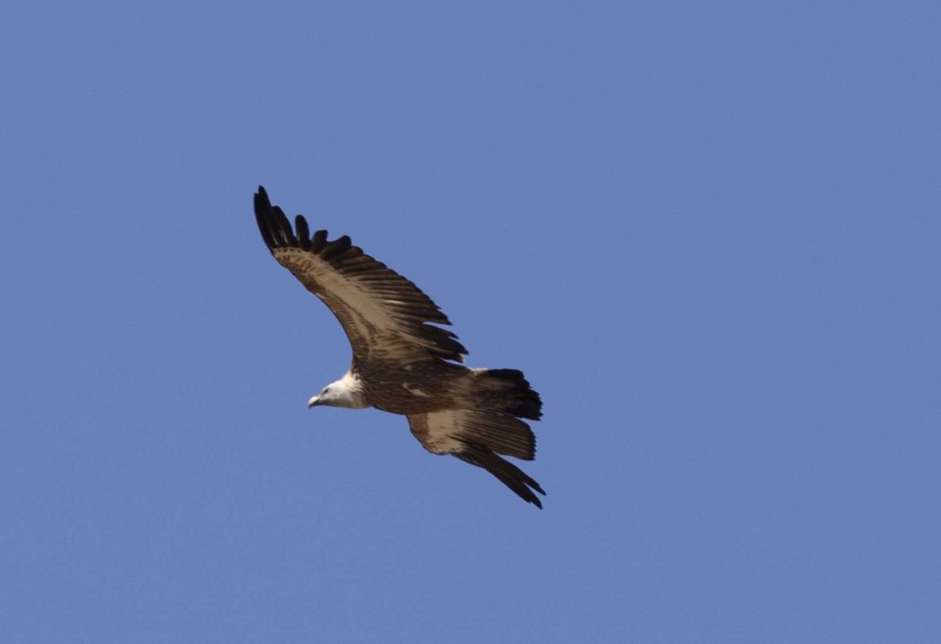 Griffon Vulture