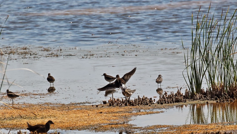 Wood Sandpiper