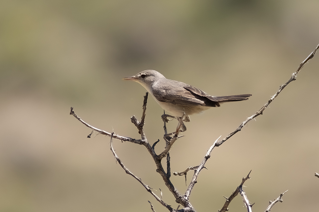 Upcher`s Warbler
