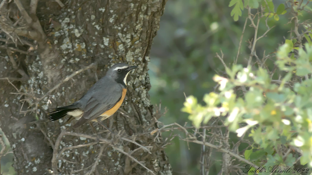 White-throated Robin