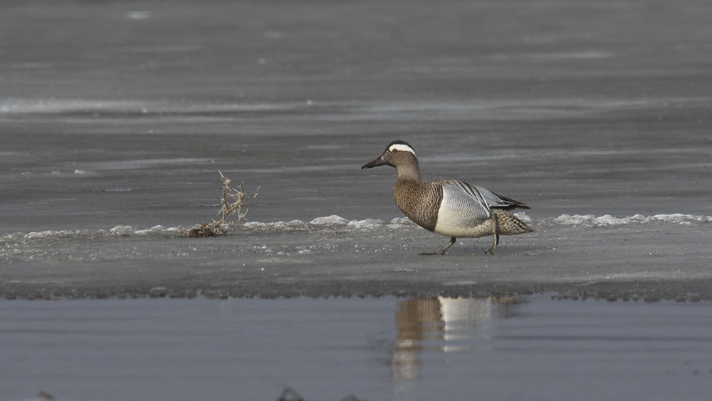 Garganey