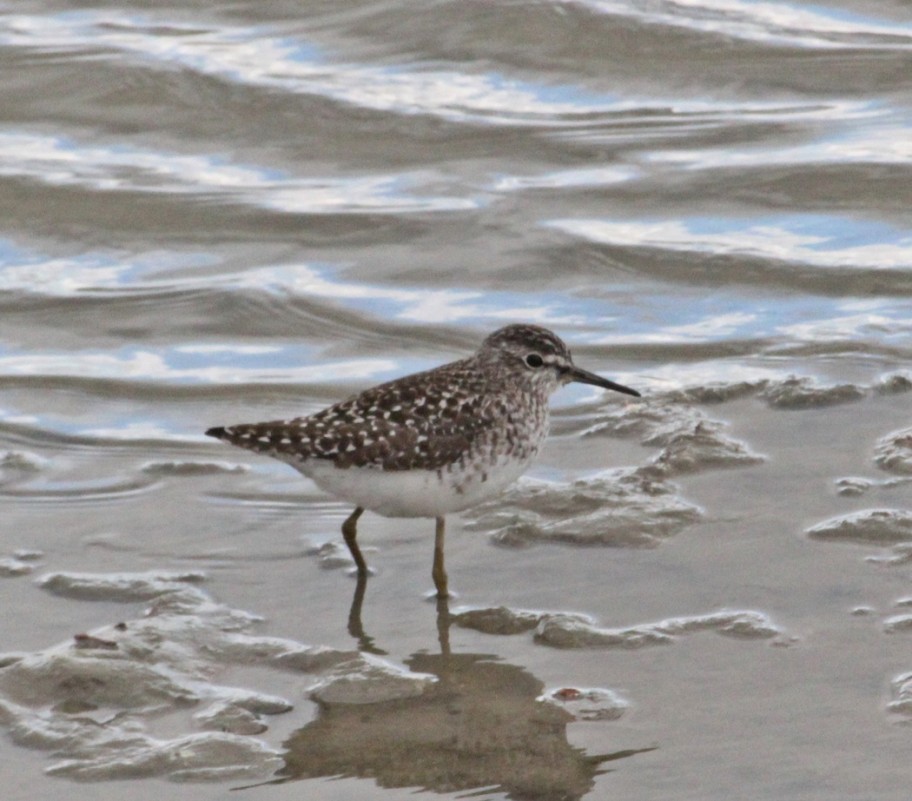 Wood Sandpiper