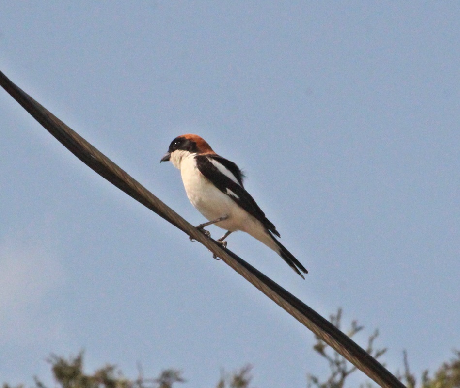 Woodchat Shrike