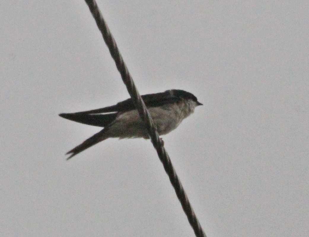 Western House Martin