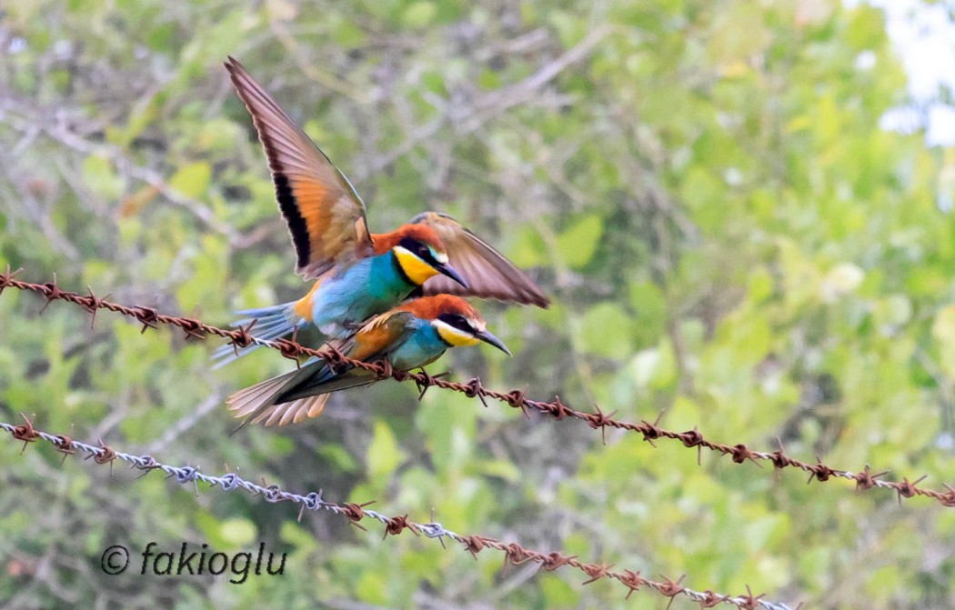 European Bee-eater