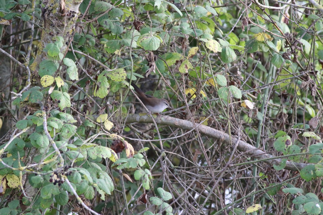 Cetti`s Warbler