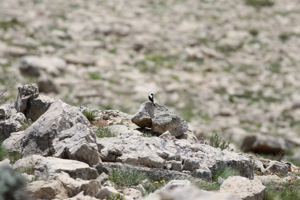 Finsch`s Wheatear
