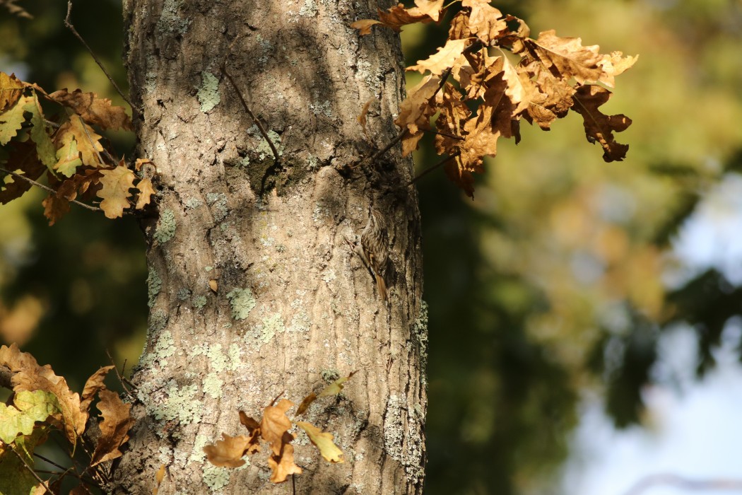 Short-toed Treecreeper