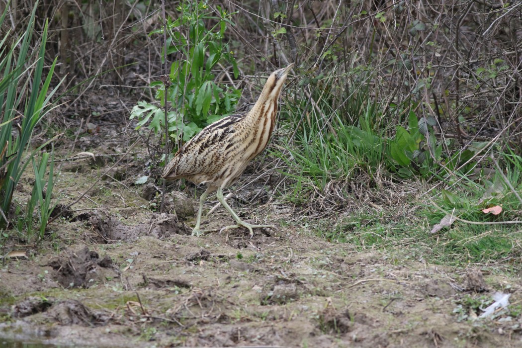 Eurasian Bittern