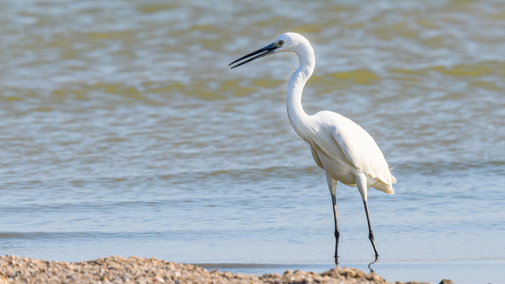 Little Egret