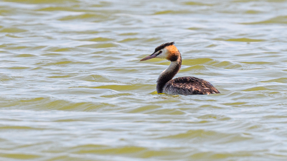 Great Crested Grebe