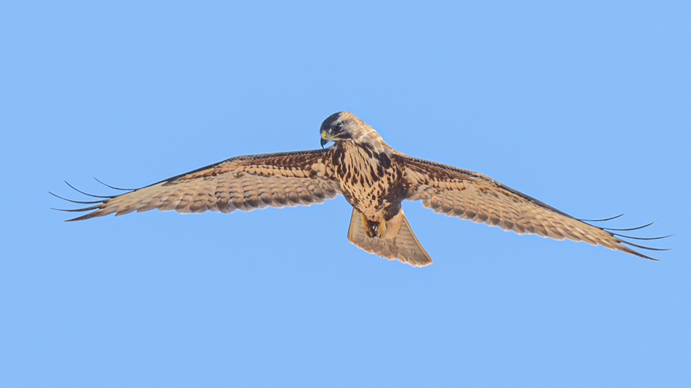 Common Buzzard