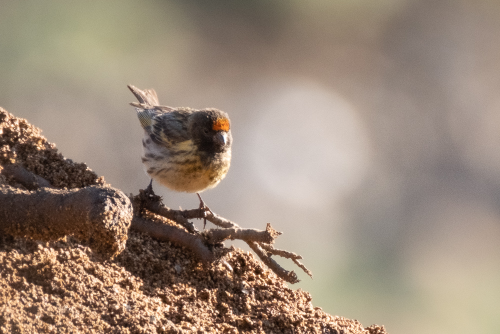 Red-fronted Serin