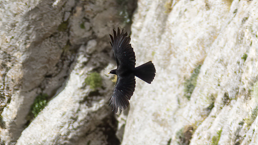 Alpine Chough