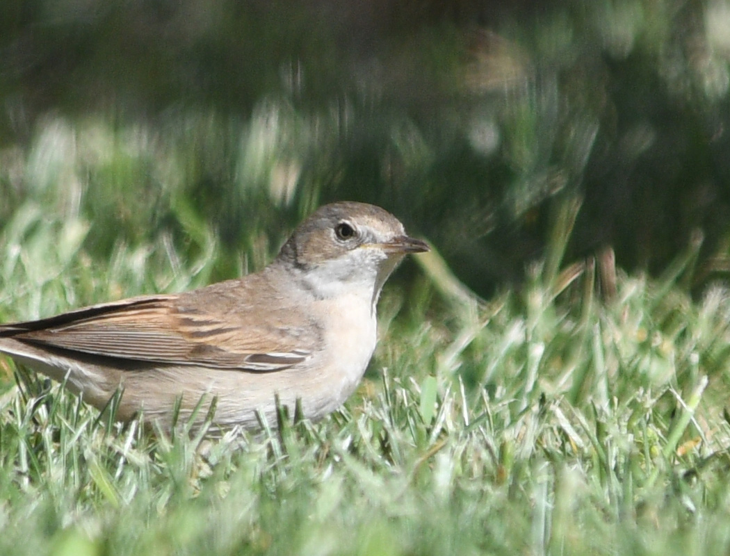 Common Whitethroat