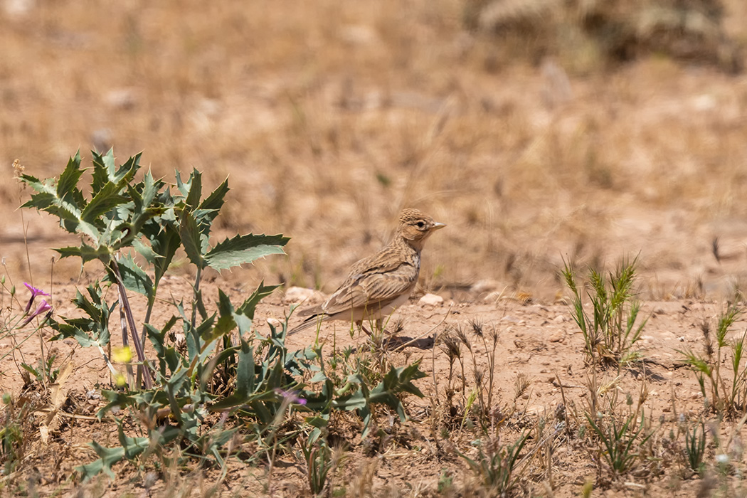 Turkestan Short-toed Lark