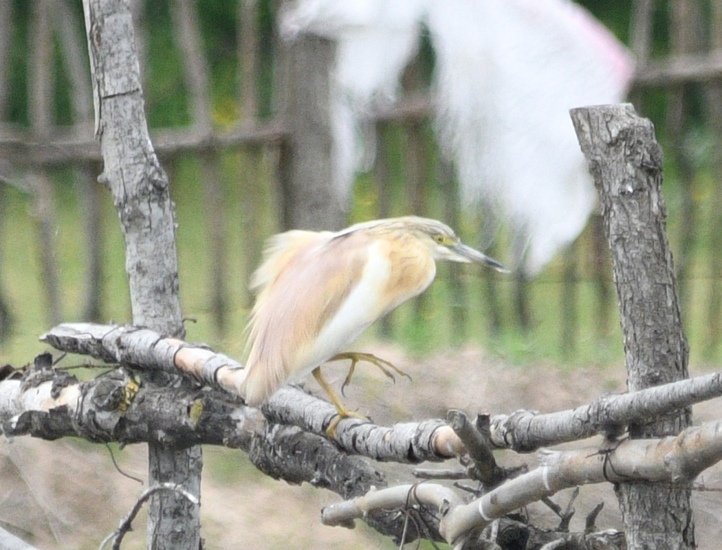 Squacco Heron