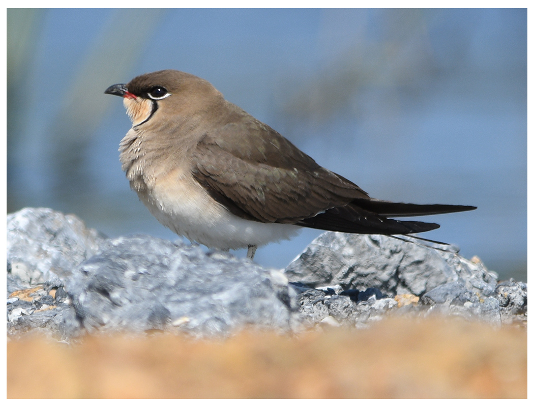 Collared Pratincole