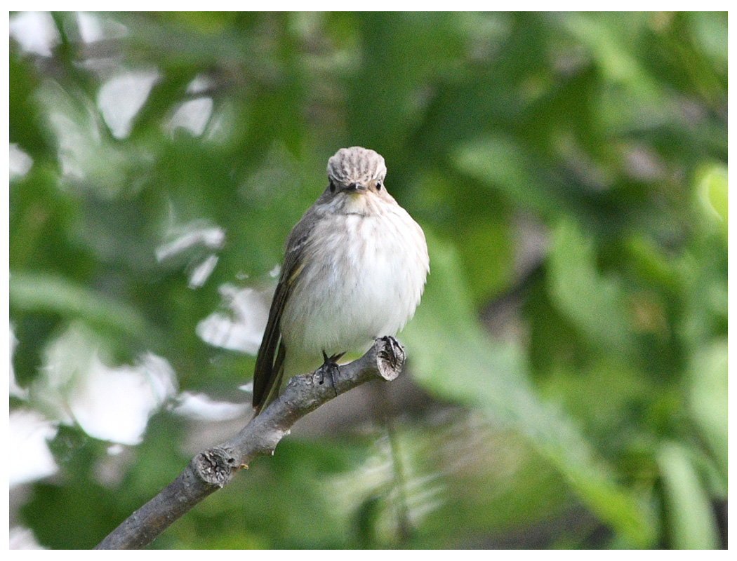 Spotted Flycatcher
