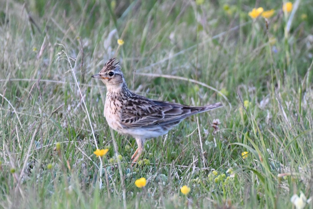 Eurasian Skylark