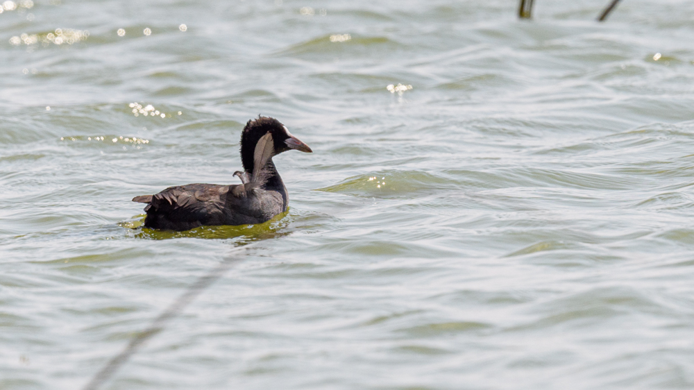 Eurasian Coot